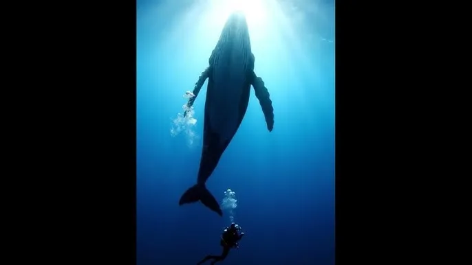 唐文龙电影 - 深蓝星球：探索海洋深处的未知世界